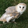 Wainfleet Fall Fair 2009